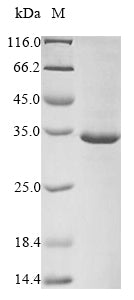 Greater than 85% as determined by SDS-PAGE.