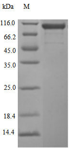 Recombinant Human Cadherin-17 (CDH17) Protein (His), Active