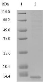 Greater than 90% as determined by SDS-PAGE.