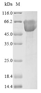 Greater than 85% as determined by SDS-PAGE.