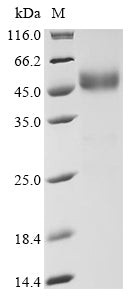 Greater than 90% as determined by SDS-PAGE.