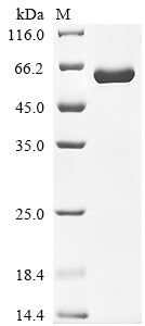 Greater than 90% as determined by SDS-PAGE.