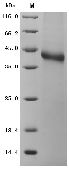 Greater than 95% as determined by SDS-PAGE.