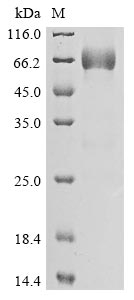 Greater than 85% as determined by SDS-PAGE.