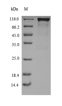 Greater than 90% as determined by SDS-PAGE.