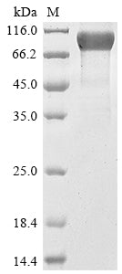 Greater than 85% as determined by SDS-PAGE.