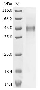 Greater than 90% as determined by SDS-PAGE.