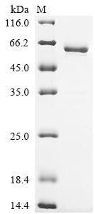 Greater than 90% as determined by SDS-PAGE.