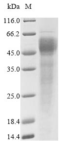 Greater than 85% as determined by SDS-PAGE.