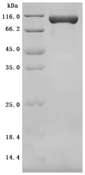 Greater than 95% as determined by SDS-PAGE.