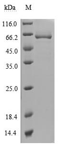 Greater than 95% as determined by SDS-PAGE.