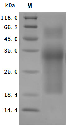 Greater than 95% as determined by SDS-PAGE.