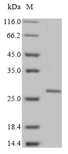 Greater than 85% as determined by SDS-PAGE.