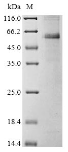 Greater than 85% as determined by SDS-PAGE.