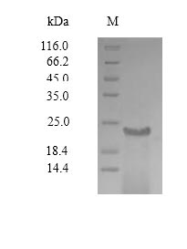 Greater than 90% as determined by SDS-PAGE.