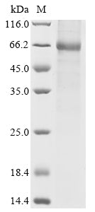 Greater than 85% as determined by SDS-PAGE.