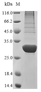 Greater than 85% as determined by SDS-PAGE.