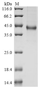 Greater than 90% as determined by SDS-PAGE.