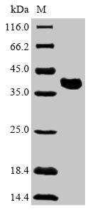 Greater than 90% as determined by SDS-PAGE.