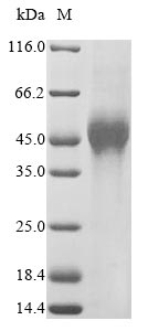 Greater than 90% as determined by SDS-PAGE.