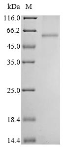 Greater than 85% as determined by SDS-PAGE.