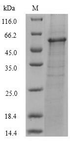 Greater than 90% as determined by SDS-PAGE.