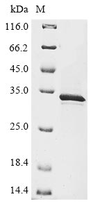 Greater than 85% as determined by SDS-PAGE.