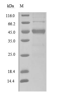 Greater than 85% as determined by SDS-PAGE.