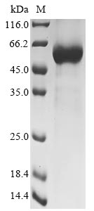 Greater than 90% as determined by SDS-PAGE.