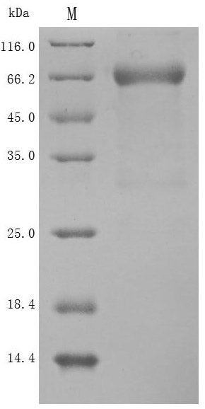 Greater than 90% as determined by SDS-PAGE.