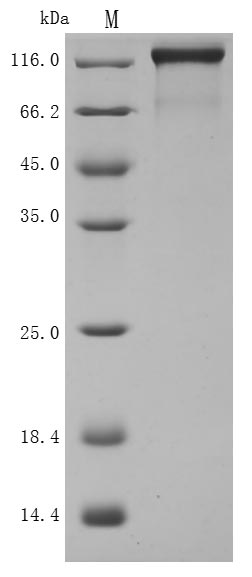 Greater than 95% as determined by SDS-PAGE.