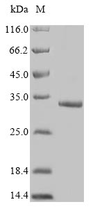 Greater than 90% as determined by SDS-PAGE.