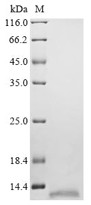 Greater than 90% as determined by SDS-PAGE.