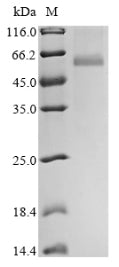 Greater than 85% as determined by SDS-PAGE.