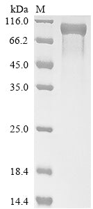 Greater than 90% as determined by SDS-PAGE.