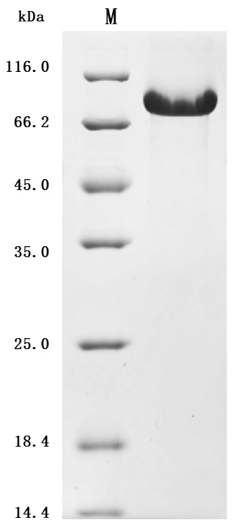 Greater than 90% as determined by SDS-PAGE.