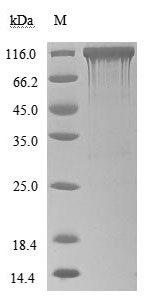 Greater than 90% as determined by SDS-PAGE.