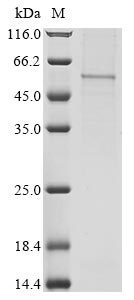 Greater than 85% as determined by SDS-PAGE.