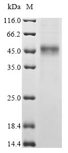 Greater than 85% as determined by SDS-PAGE.