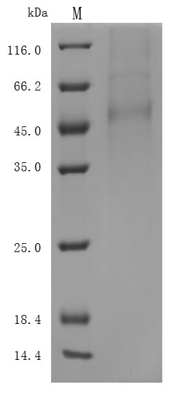 Greater than 85% as determined by SDS-PAGE.