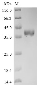 Greater than 95% as determined by SDS-PAGE.