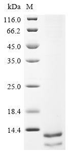 Greater than 85% as determined by SDS-PAGE.