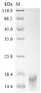 Greater than 90% as determined by SDS-PAGE.