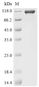 Greater than 90% as determined by SDS-PAGE.