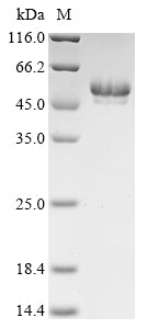 Greater than 85% as determined by SDS-PAGE.