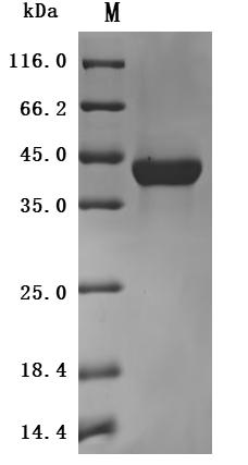 Greater than 95% as determined by SDS-PAGE.