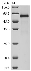 Greater than 90% as determined by SDS-PAGE.