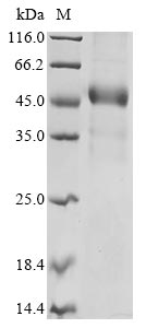 Greater than 85% as determined by SDS-PAGE.