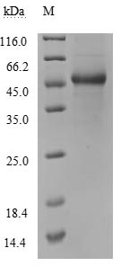 Greater than 90% as determined by SDS-PAGE.