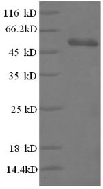 Greater than 90% as determined by SDS-PAGE.